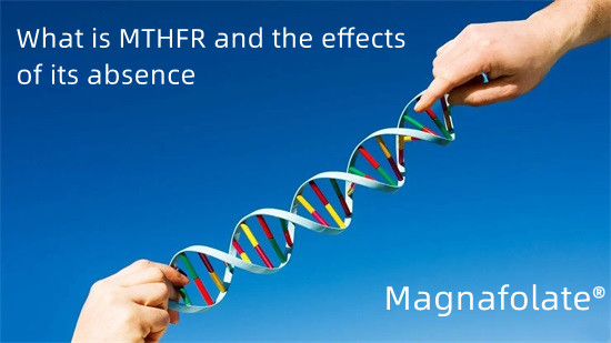 Τι είναι το MTHFR και οι επιπτώσεις της απουσίας του