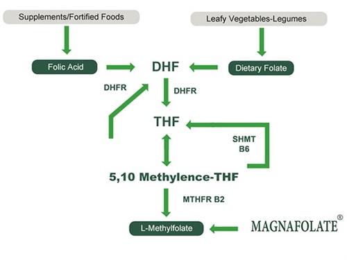 Φολικό οξύ, φολικό οξύ και L Methylfolate για οφέλη για την υγεία