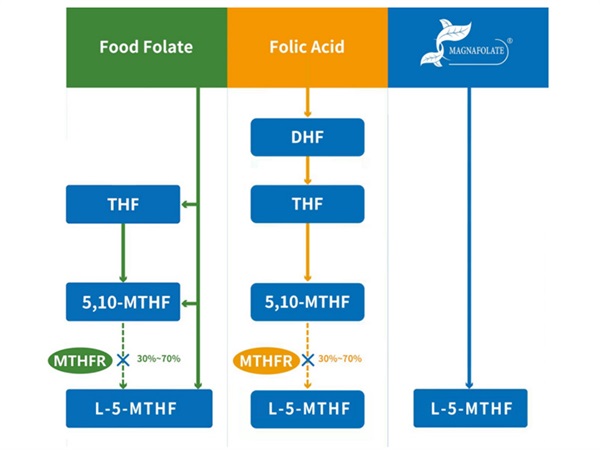 Προμηθευτής L-5-Methyltetrahydrofolate Calcium Concept και L-5-Methyltetrahydrofolate Calcium Manufacturing